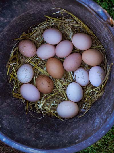 Fern Verrow | Eggs