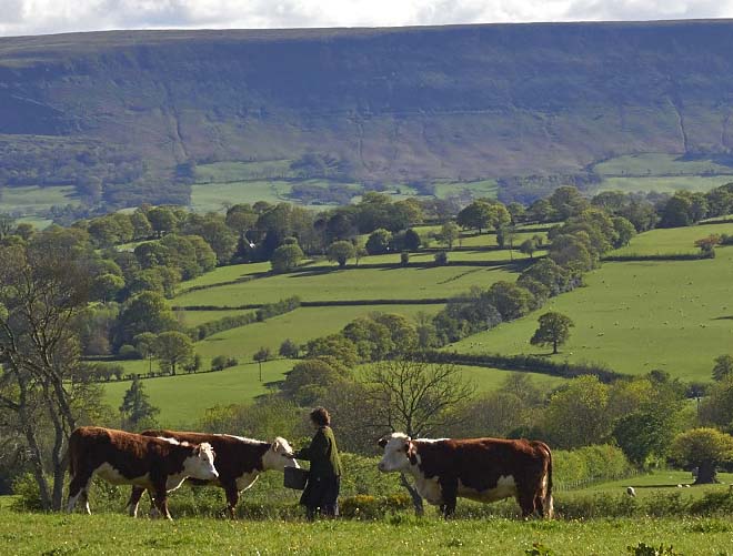 Jane Scotter, Fern Verrow, Biodynamic cattle, Black Hills, Herefordshire